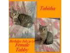 Adopt Tabitha a Domestic Short Hair