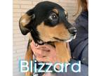 Adopt Blizzard a Hound, Terrier