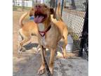 Adopt Eagle a Pit Bull Terrier