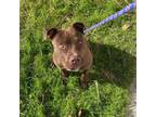 Adopt Teddy a Pit Bull Terrier