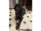 Adopt Maggie a Labradoodle