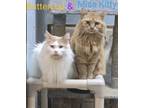 Adopt Miss Kitty & Buttercup a Domestic Long Hair, Turkish Van