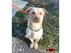 Adopt Loki a Basset Hound, Labrador Retriever