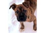 Adopt Rome a Pit Bull Terrier