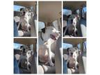 Adopt Keno a Pit Bull Terrier, American Staffordshire Terrier