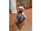 Adopt Bella Fries a Yorkshire Terrier