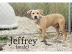 Adopt Jeffery a Mixed Breed