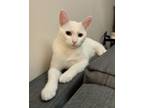 Adopt Mr McFlurry (Bonded with Wally) a Domestic Short Hair, Siamese