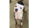 Adopt CASSEY a American Staffordshire Terrier