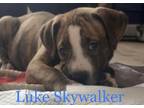 Adopt Luke Skywalker a Pit Bull Terrier