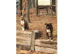 Adopt Harley & Davidson a Patterdale Terrier / Fell Terrier, Pit Bull Terrier