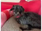 Adopt Zoey a Mixed Breed, Terrier