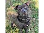 Pit Bull Terrier Adult Male