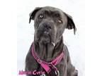Marie Curie Cane Corso Adult Female