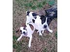Waffles and Patty Cakes Boston Terrier Young Female