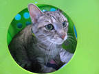Adopt BLUEBELL a Gray, Blue or