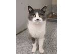 Adopt VELMA a Gray or Blue (Mostly) Domestic Shorthair / Mixed (short coat) cat