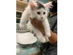 Adopt CHIVE a White (Mostly) Domestic Longhair / Mixed (long coat) cat in