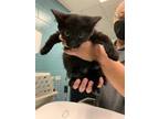 Adopt DILL a All Black Domestic Shorthair / Mixed (short coat) cat in Newton