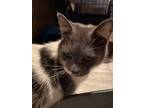 Adopt Robin a Gray or Blue (Mostly) Domestic Shorthair (short coat) cat in