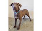 Adopt KOBY a Brown/Chocolate Labrador Retriever / Mixed dog in Slinger