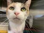 Adopt SHUGGIE a Calico or Dilute Calico Domestic Shorthair / Mixed (short coat)