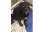Adopt AMETHYST a Black - with White Mixed Breed (Medium) / Mixed dog in