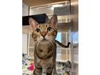 Adopt Orzo a Domestic Shorthair / Mixed cat in Lincoln, NE (33715107)