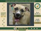 Adopt Callie a Mixed Breed (Medium) / Mixed dog in Melbourne, FL (33715099)