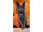 Adopt Magnolia a Gray or Blue Russian Blue / Mixed (short coat) cat in Saint