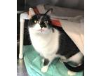 Adopt Elle a Domestic Shorthair / Mixed cat in Mipiltas, CA (33715090)