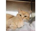 Adopt Longan a Orange or Red Domestic Shorthair / Domestic Shorthair / Mixed cat