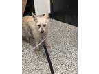 Adopt Lucky a Tan/Yellow/Fawn Westie, West Highland White Terrier / Mixed dog in