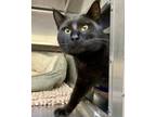 Adopt Kandahar a All Black Domestic Shorthair / Mixed cat in Oakland