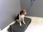 Adopt ROXIE a White - with Brown or Chocolate Treeing Walker Coonhound / Mixed