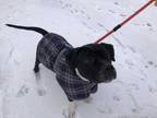 Adopt Jinx a Black American Pit Bull Terrier / Mixed dog in Lancaster