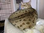 Adopt Mia a Spotted Tabby/Leopard Spotted Bengal (short coat) cat in Dallas