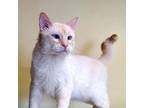 Adopt Whitey a White (Mostly) Siamese (short coat) cat in Des Moines