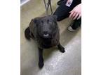 Adopt Pistachio a Black Mixed Breed (Large) / Mixed dog in Cincinnati