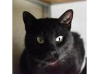 Adopt Lopez a All Black Domestic Shorthair / Domestic Shorthair / Mixed cat in