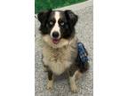 Adopt Romeo a Black Australian Shepherd / Mixed dog in Voorhees, NJ (33715136)
