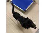 Adopt 12156 a Labrador Retriever / Mixed dog in Covington, GA (33715134)
