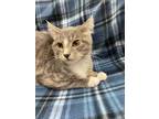 Adopt Orzo a Gray or Blue Domestic Shorthair / Domestic Shorthair / Mixed cat in