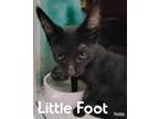 Adopt Little Foot a All Black Domestic Shorthair / Domestic Shorthair / Mixed