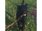 Adopt Brutus a Black Labrador Retriever / Mixed dog in Grinnell, IA (33013302)
