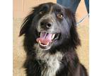 Adopt Easy a Black Border Collie / Australian Cattle Dog / Mixed dog in Sedalia