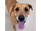 Adopt Rosco a Labrador Retriever / Mixed dog in Des Moines, IA (33714808)