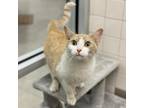 Adopt Ford 2329 a Tan or Fawn Tabby Domestic Shorthair / Mixed cat in Columbus