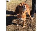 Adopt Bryce (king) a Hound (Unknown Type) / Mixed dog in Cleveland