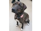 Adopt Valentina a Boxer / Mixed dog in Corpus Christi, TX (33714698)